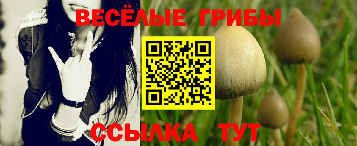 где можно купить   Псилоцибиновые грибы прущие грибы  Асбест  Вход с VPN  Псилоцибиновые грибы Psilocybine cubensis 
